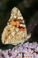 06-7771 Painted lady Butterfly (Vanessa cardui).